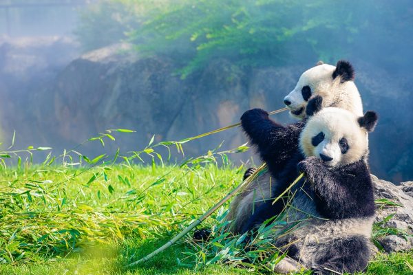 Pandas au ZooParc de Beauval