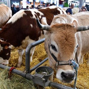 Salon international de l'agriculture de Paris