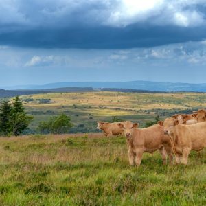 Panorama des collines du col du Béal dans le Livradois-Forez en