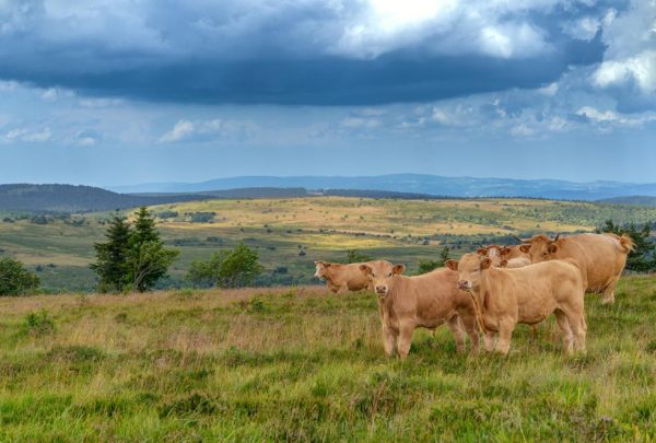 Panorama des collines du col du Béal dans le Livradois-Forez en