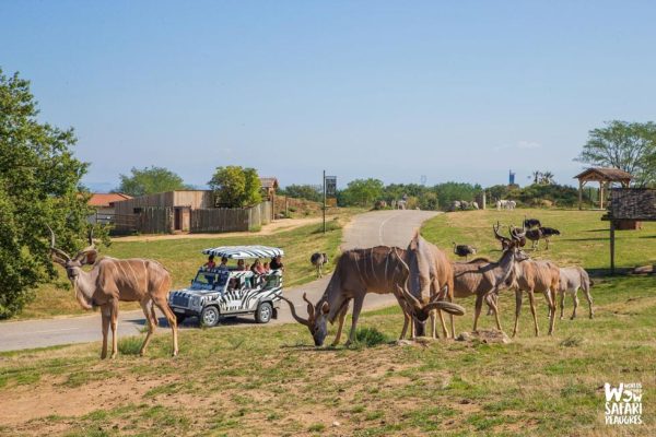 Parc du safari de Paugres avec des animaux et un 4x4 en arriére plan