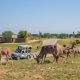 Parc du safari de Paugres avec des animaux et un 4x4 en arriére plan